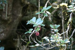 Medinilla malabarica